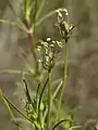 Inflorescence