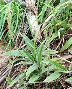 Description de l'image Plantago varia 1.jpg.