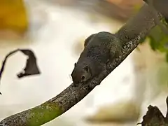 Callosciurus notatus Parc national du Gunung Mulu, Sarawak