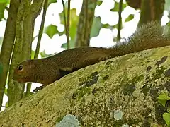 Écureuil plantain