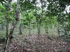 Plantation de cacao