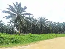 Plantation de palmiers à huile de la Socapalm