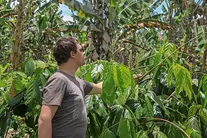 Plantation de guarana devant des bananiers, Brésil, 2019. Le guarana est utilisé pour la production industrielle de caféine et d'autres alcaloïdes destinés aux sodas, boissons stimulantes et compléments énergisants.