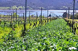 Plantation de fèves entre les rangées de vignes