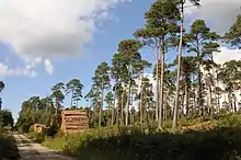 Exploitation des pins sylvestres