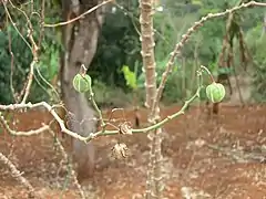 La production du manioc à Bana.