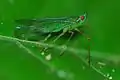 Hémiptère dictyopharidae centromeria viridistigma