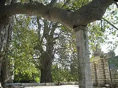 Platanes âgés d'environ 500 ans à l'entrée de l'arboretum.