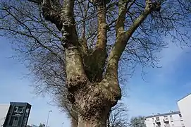 Arbuste ayant poussé sur le houppier d'un platane.