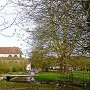 Platanes du parc.