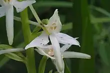 Platanthère à deux feuilles