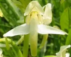 Platanthera chlorantha.