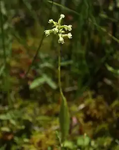 Description de l'image Platanthera clavellata 001.jpg.