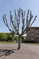 Arbre élagué.