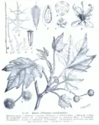 Les inflorescences et axes secondaires du platane conforment au modèle de Massart