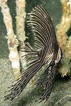 Description de l'image Platax batavianus - Juvenile Humpback BatFish.jpg.