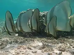 Groupe de platax orbiculaires (Platax orbicularis)