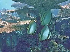 Un groupe de jeunes platax orbiculaires (Platax orbicularis)