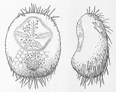 Idiobryssus coelus