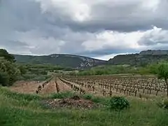 le site avec son vignoble