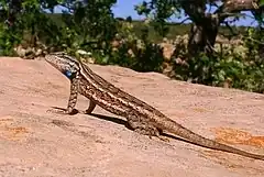 Description de l'image Plateau Lizard Sceloporus virgatus.jpg.