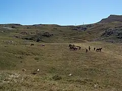 Élevage sur les estives de Font d'Urle.