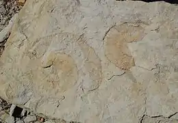 Empreintes d'ammonites