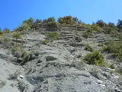 Couches de schistes du Rhétien et de calcaires à ammonites de l'Hettangien