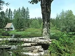 Paysage de forêt.