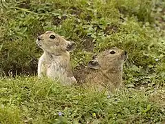 Description de l'image Plateau pika of the Tibetan Plateau.jpg.