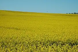 Plateau de Saint-Antoine-de-Ficalba.