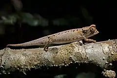 Description de l'image Plated leaf chameleon (Brookesia stumpffi) Lokobe.jpg.