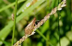 Description de l'image Platte River Caddisfly (7489196080).jpg.