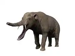 Platybelodon grangeri (Gomphotheriidae)