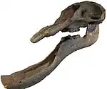 Crâne de Platybelodon.