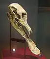 Le crâne de Platybelodon