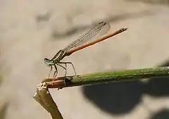 Agrion orangé