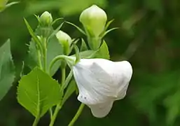 Fleur non encore ouverte et boutons floraux.