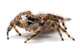 13 images à mise au point variable ont été compositées dans CombineZM pour créer cette image d'araignée sauteuse.