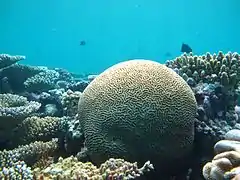 Corail-cerveau (Platygyra sinensis)