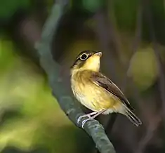 Platyrhynque à moustaches (Platyrinchus mystaceus)