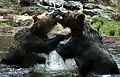 Deux grizzlis adultes se battant entre eux.