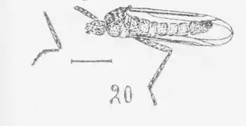 Plecia graciosa mâle éch. R 979 pl. XVII p. 235.