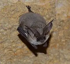 chauve-souris à tongues oreilles