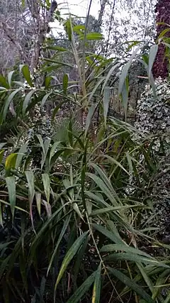 Plectocomia himalayana à Carqueiranne