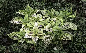 Plectranthus scutellarioides, dans le Norfolk Botanical Garden, Norfolk (Virginie)