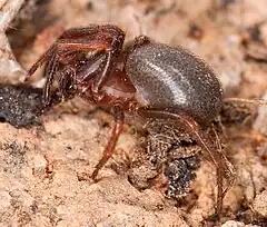 Description de l'image Plectreurys sp, female (P castanea Group, F Plectreuridae) (4397377688).jpg.