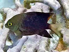 Une demoiselle à points bleus (Plectroglyphidodon lacrymatus)