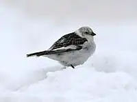 Bruant des neiges Plectrophenax nivalis