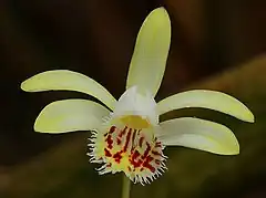 Description de l'image Pleione forrestii.jpg.